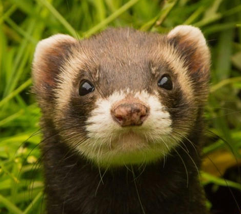 Front portrait of a ferret.